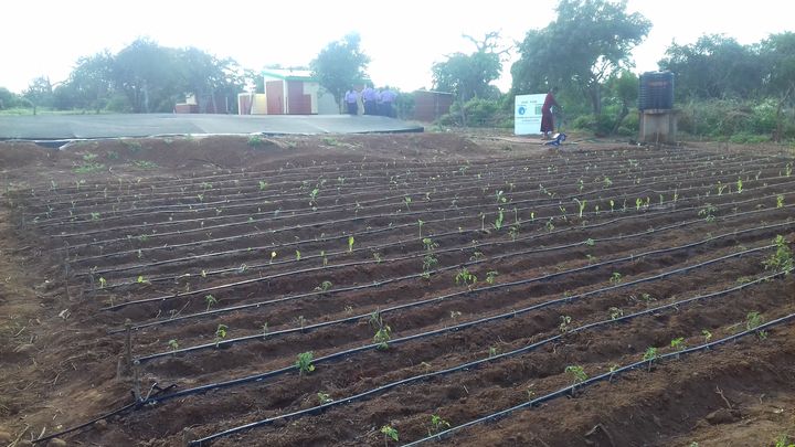 Kenia_Kwa Musingi_farm_ergebnis